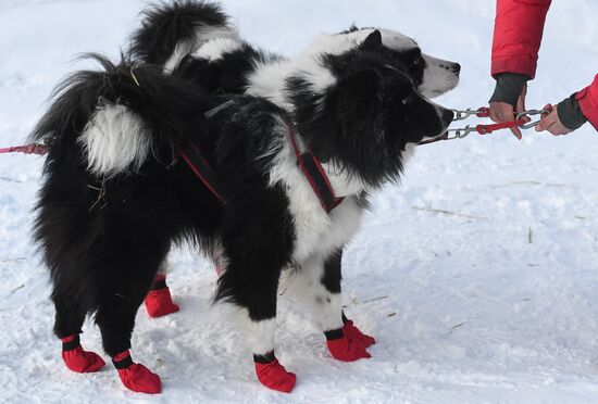 Russia Sled Dog Race