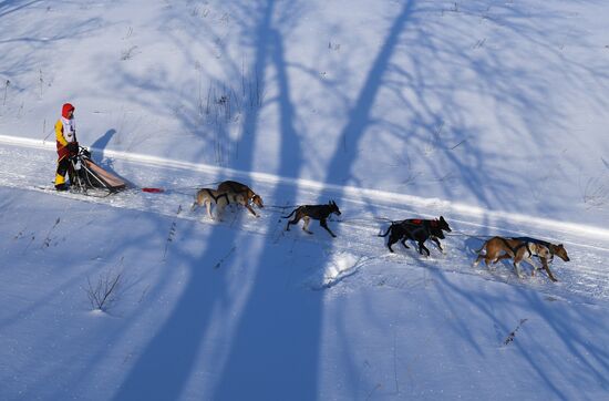 Russia Sled Dog Race