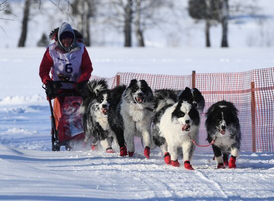 Russia Sled Dog Race