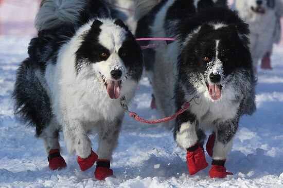 Russia Sled Dog Race