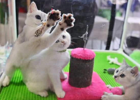 Russia Cats Show