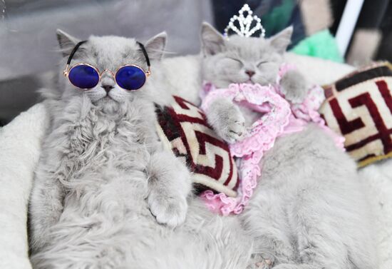 Russia Cats Show