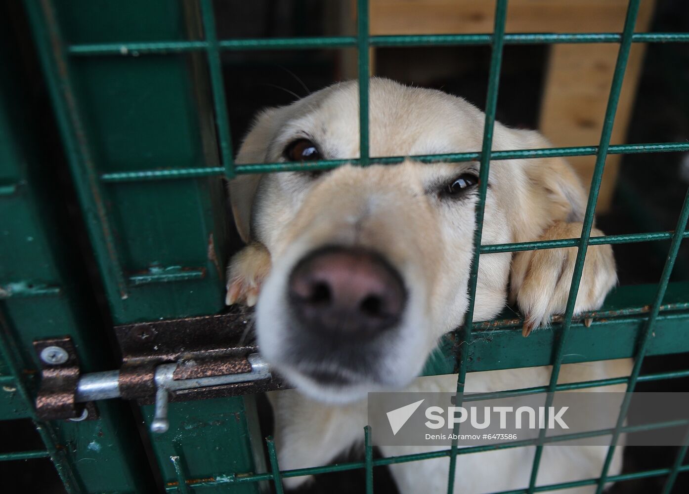 Russia Homeless Animals' Shelter