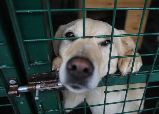 Russia Homeless Animals' Shelter