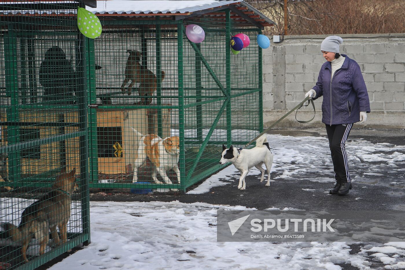 Russia Homeless Animals' Shelter