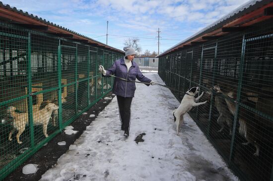 Russia Homeless Animals' Shelter