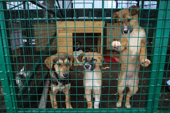 Russia Homeless Animals' Shelter