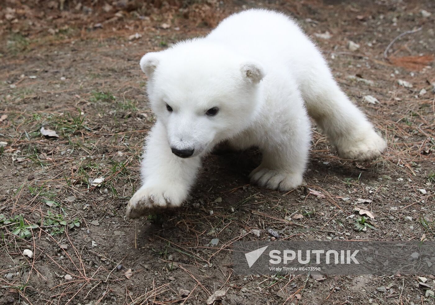 Russia International Polar Bear Day