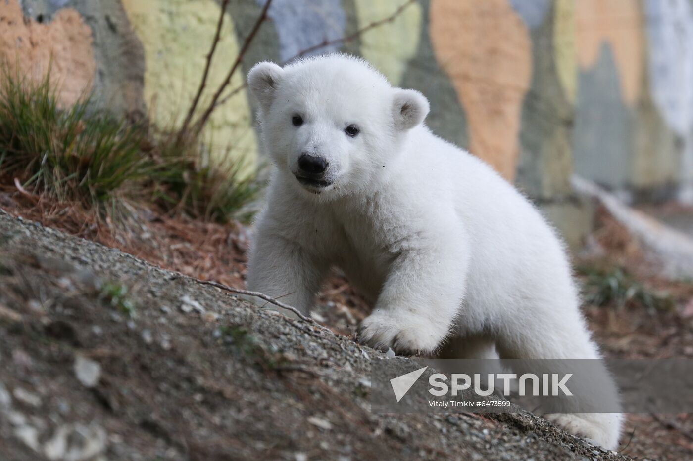 Russia International Polar Bear Day