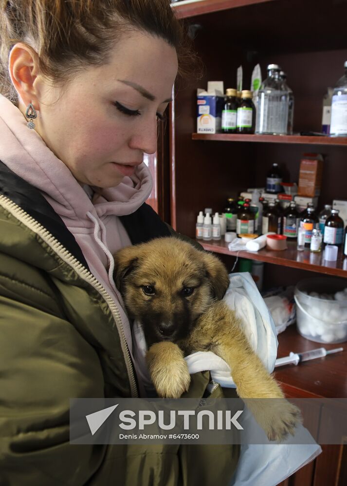 Russia Homeless Animals' Shelter