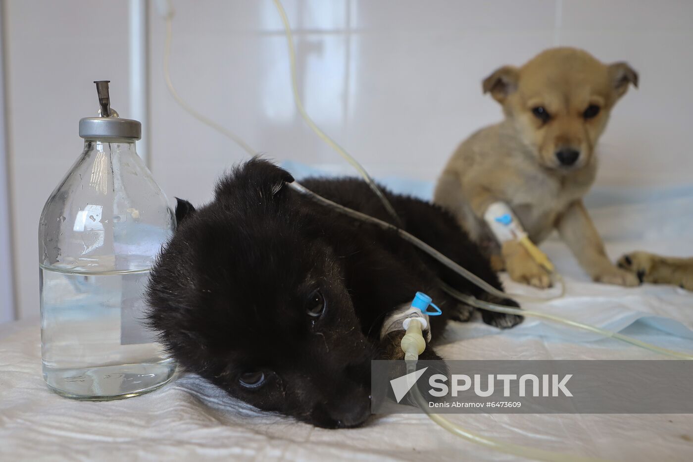 Russia Homeless Animals' Shelter