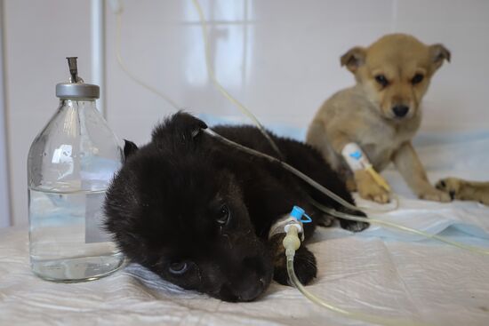 Russia Homeless Animals' Shelter