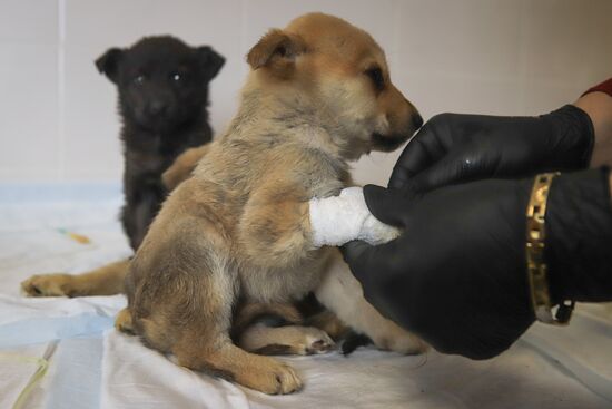 Russia Homeless Animals' Shelter