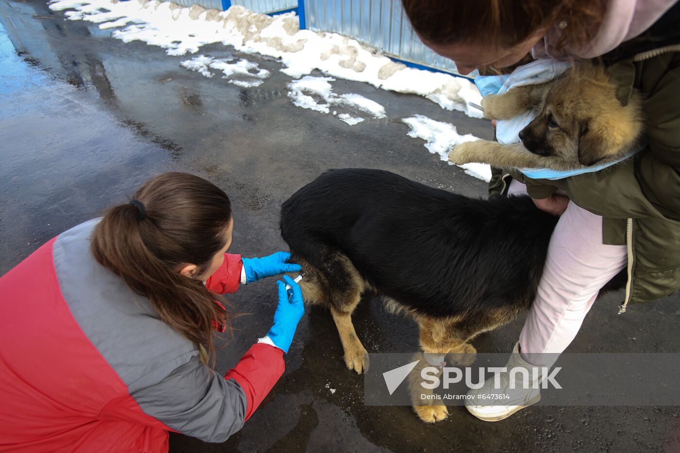 Russia Homeless Animals' Shelter