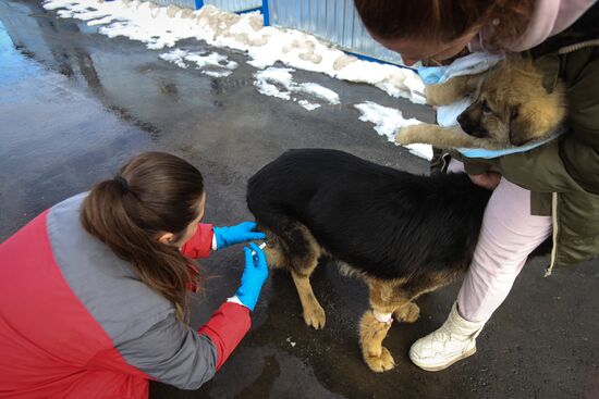 Russia Homeless Animals' Shelter