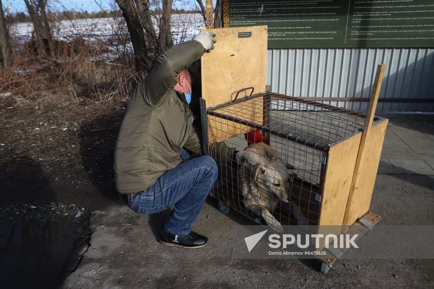 Russia Homeless Animals' Shelter