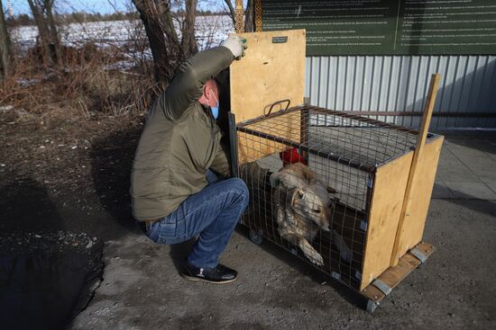 Russia Homeless Animals' Shelter