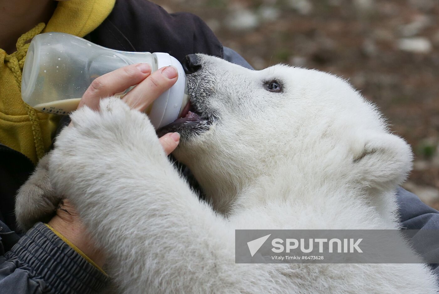 Russia International Polar Bear Day