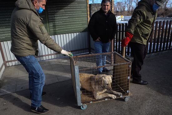 Russia Homeless Animals' Shelter