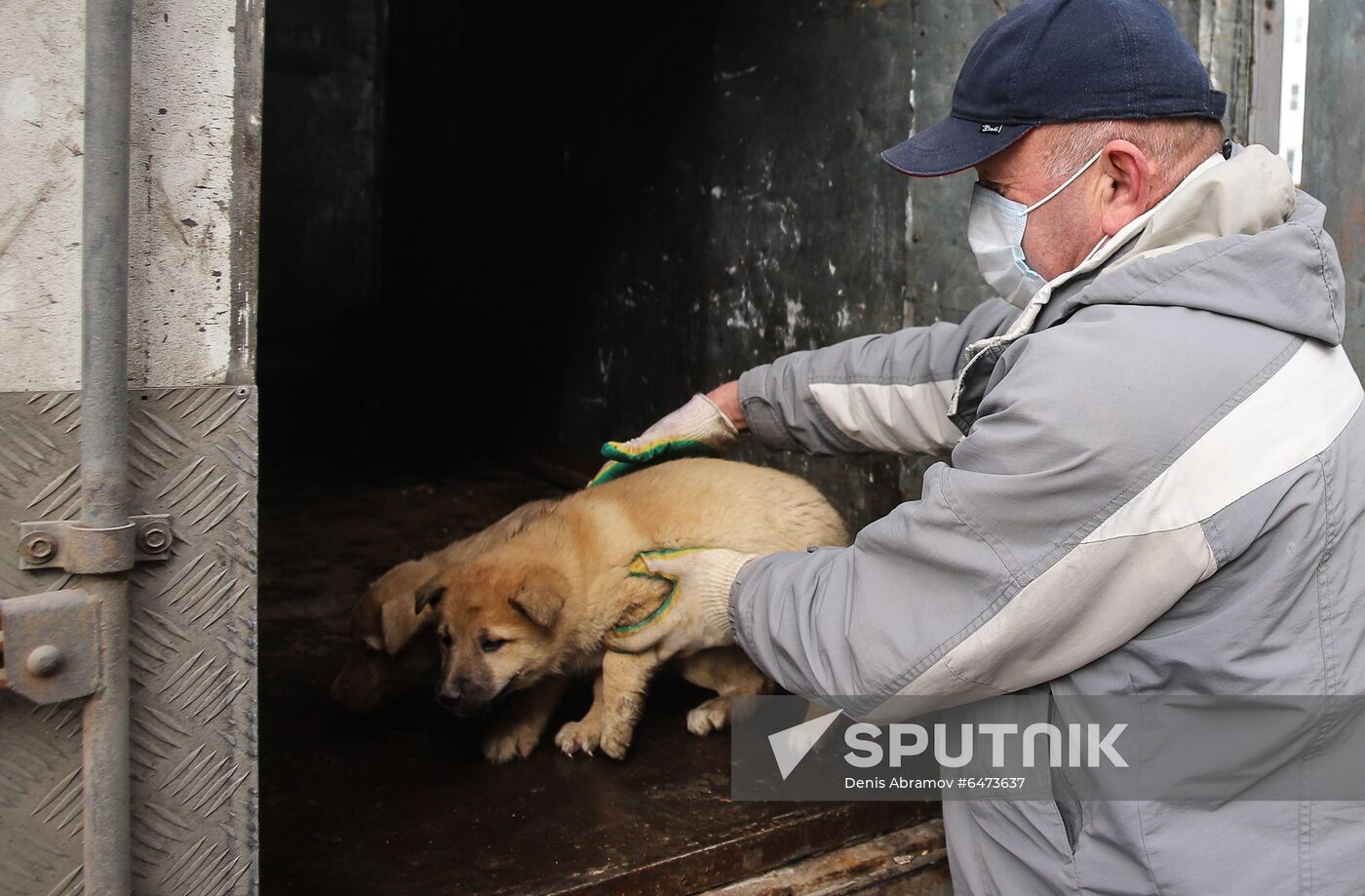 Russia Homeless Animals' Shelter