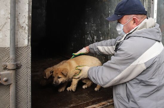 Russia Homeless Animals' Shelter