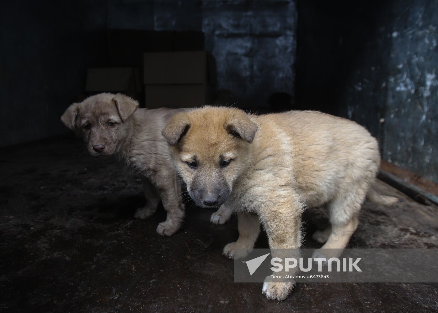 Russia Homeless Animals' Shelter