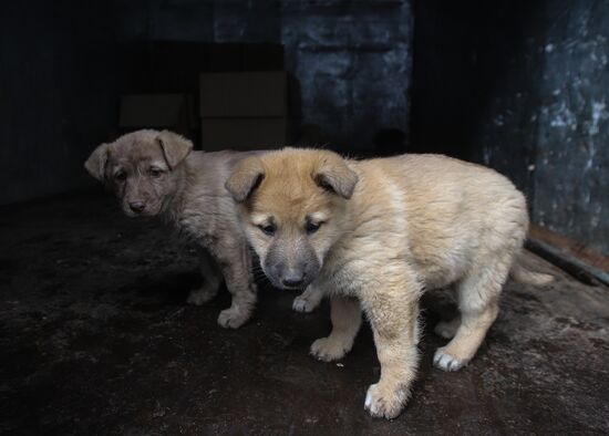 Russia Homeless Animals' Shelter