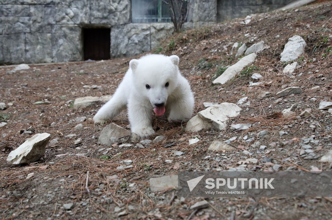 Russia International Polar Bear Day