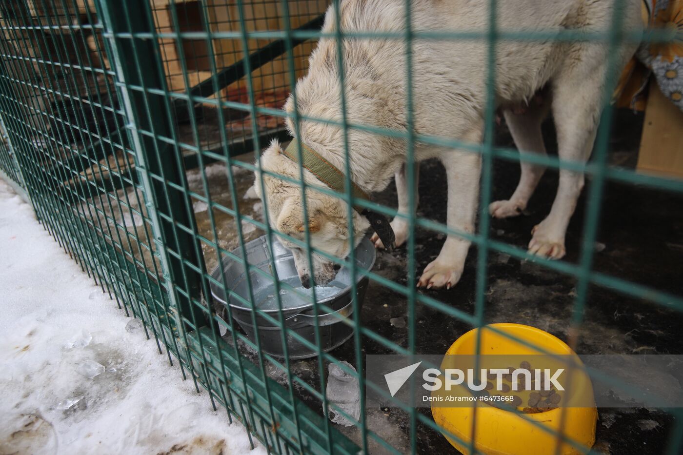 Russia Homeless Animals' Shelter