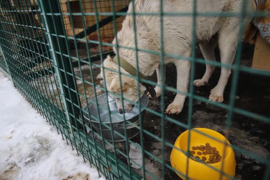 Russia Homeless Animals' Shelter