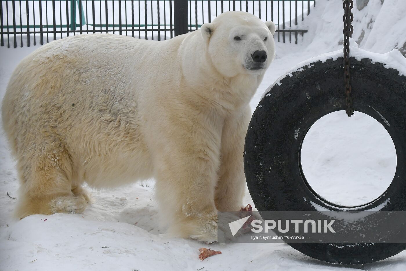 Russia International Polar Bear Day