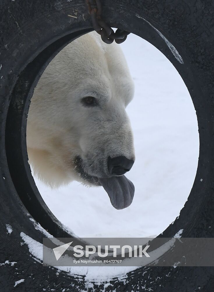 Russia International Polar Bear Day