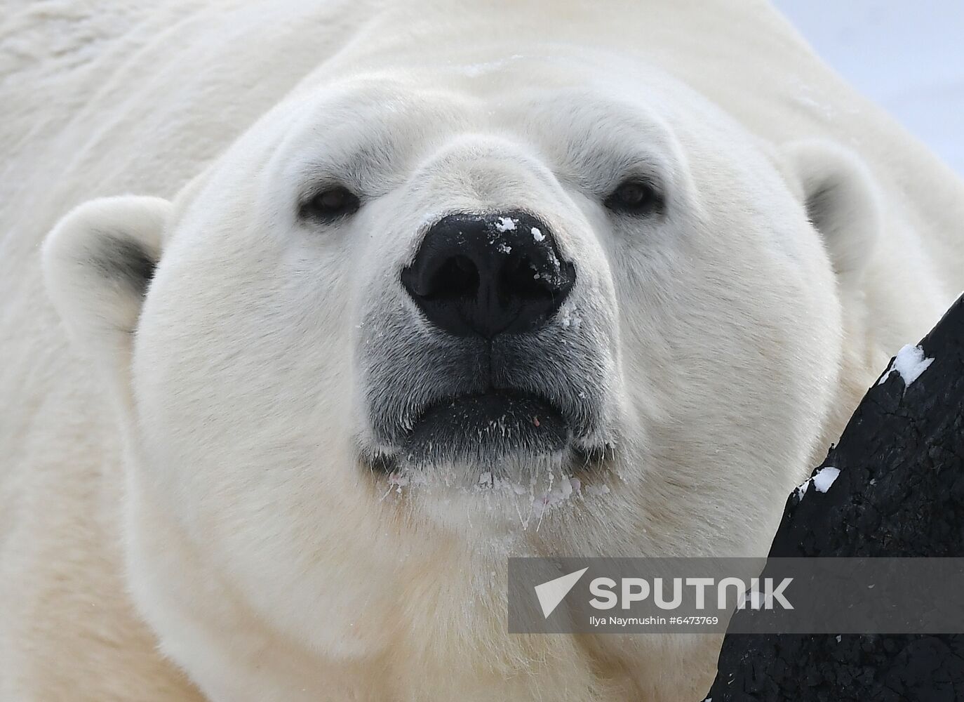 Russia International Polar Bear Day