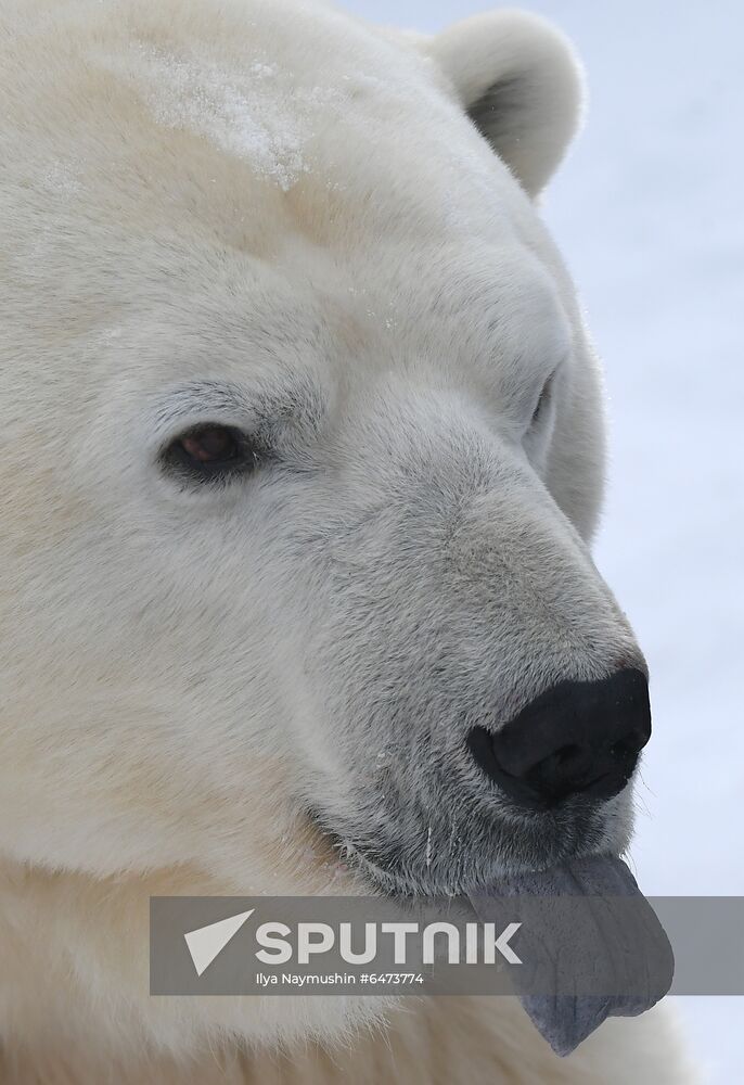 Russia International Polar Bear Day