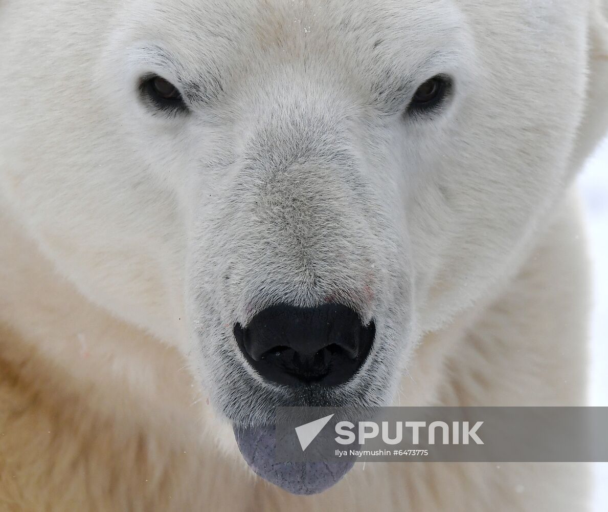 Russia International Polar Bear Day