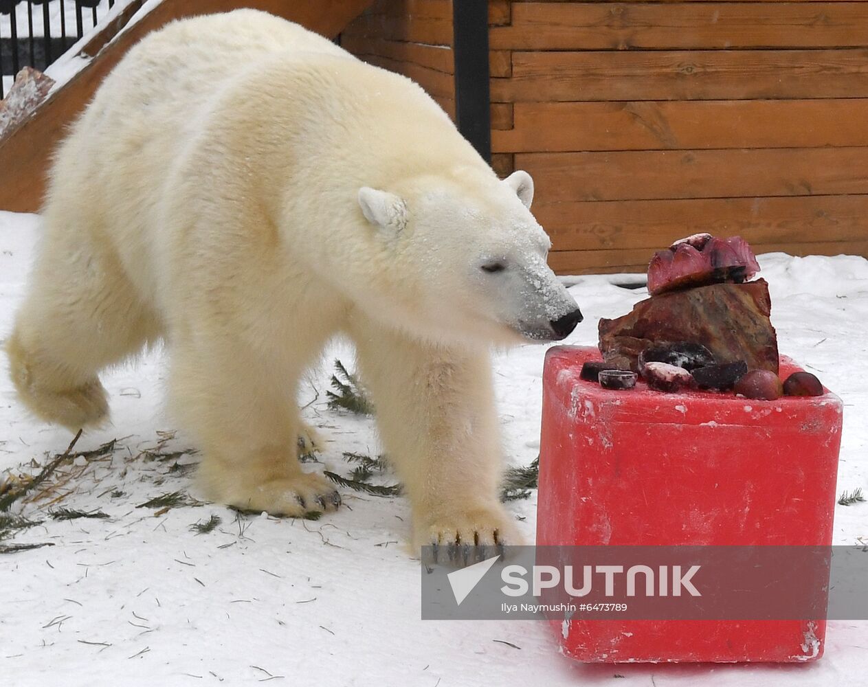 Russia International Polar Bear Day