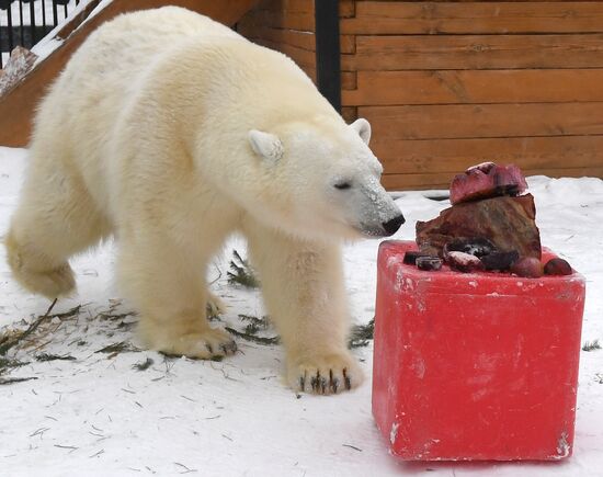 Russia International Polar Bear Day