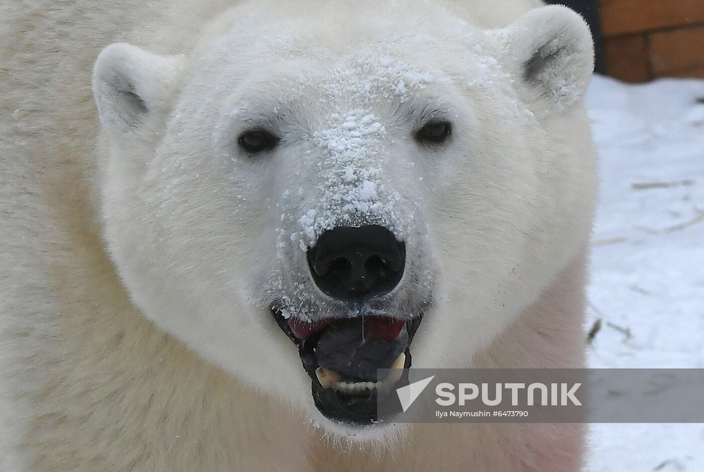 Russia International Polar Bear Day