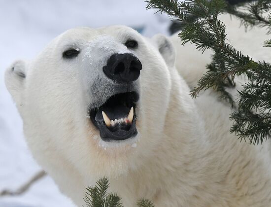 Russia International Polar Bear Day
