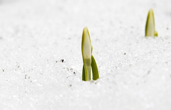 Russia Spring