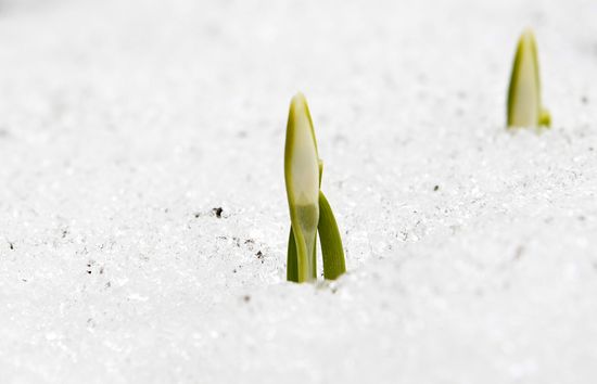 Russia Spring