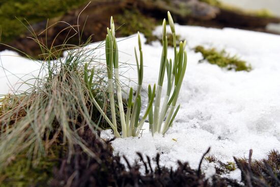 Russia Spring