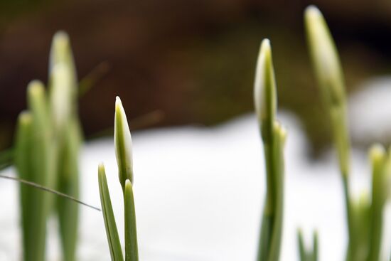 Russia Spring