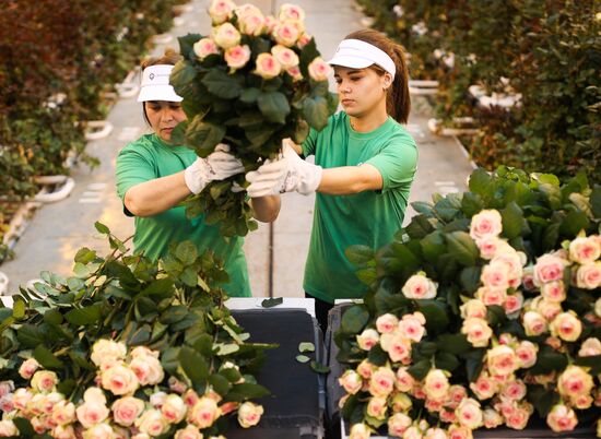 Russia Flowers