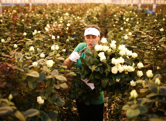 Russia Flowers
