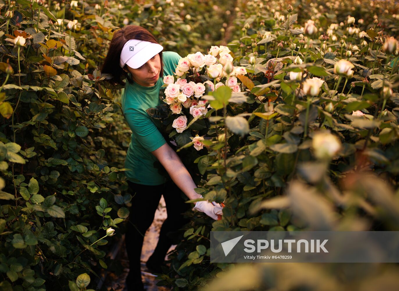Russia Flowers