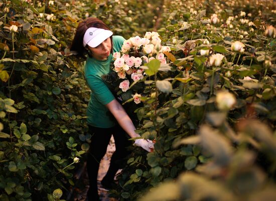Russia Flowers