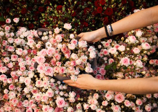 Russia Flowers
