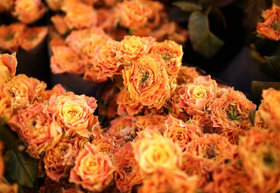 Russia Flowers