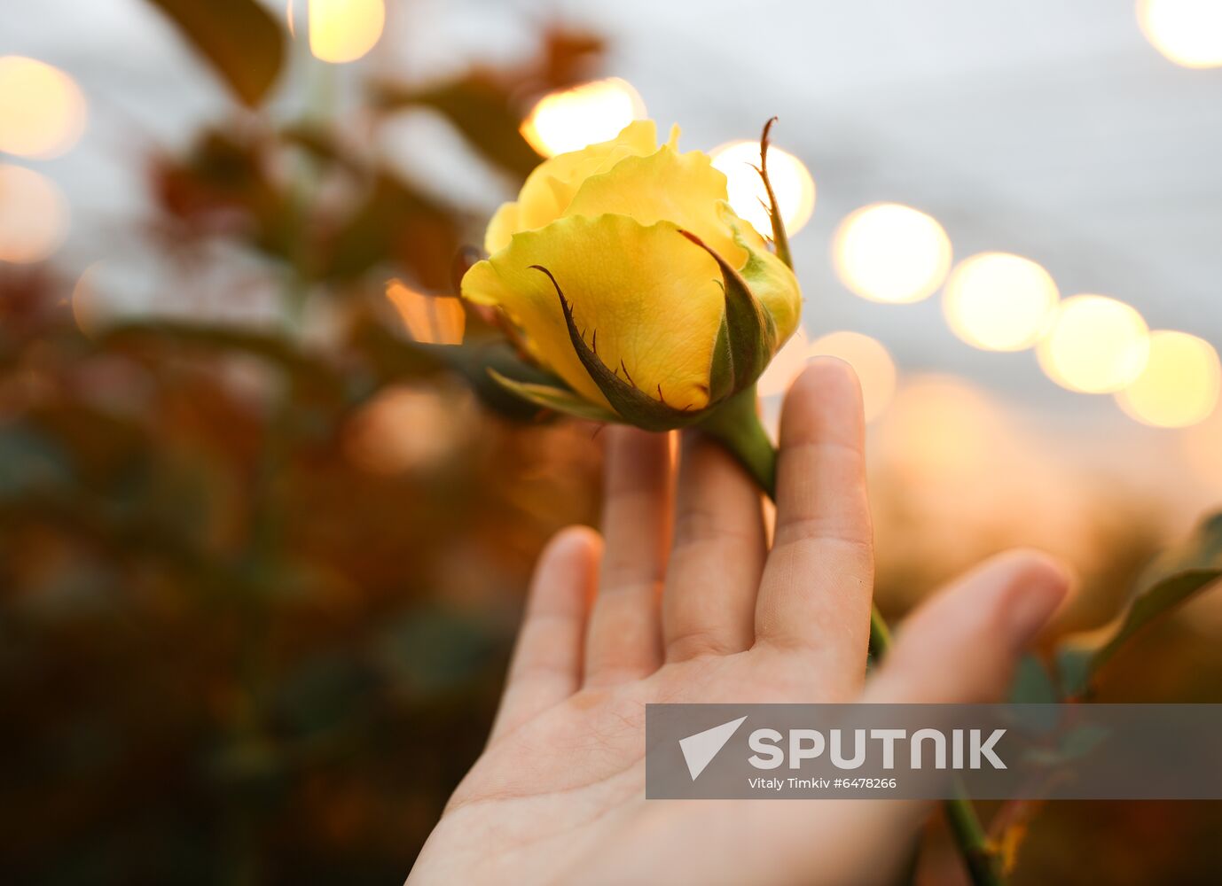 Russia Flowers